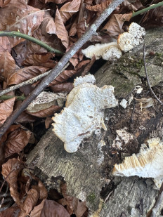 Гриб из Сочи