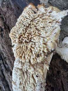 Гриб из Сочи