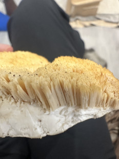 Гриб из Сочи