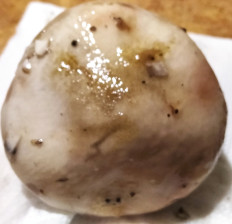 Гриб из Донецк