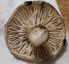 Гриб из Донецк