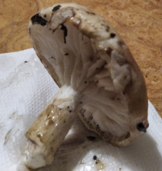 Гриб из Донецк