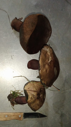 Гриб из Майский, Кабардино-Балкария