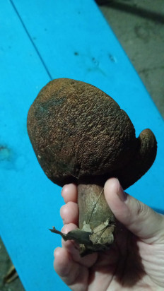 Гриб из Майский, Кабардино-Балкария