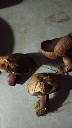 Гриб из Майский, Кабардино-Балкария