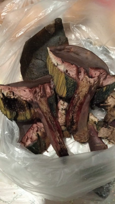 Гриб из Майский, Кабардино-Балкария