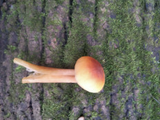 Гриб из Киев