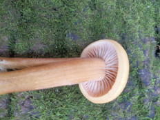 Гриб из Киев