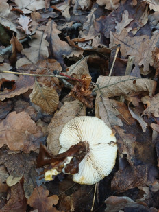 Гриб из Саратов