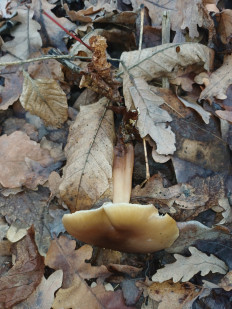 Гриб из Саратов