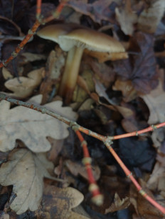 Гриб из Саратов