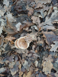 Гриб из Саратов