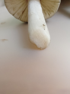 Гриб из Ростов-на-дону