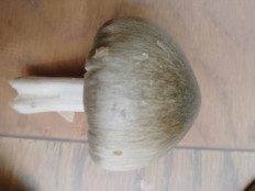 Гриб из Ростов-на-дону