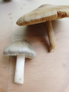 Гриб из Ростов-на-дону