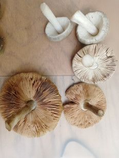 Гриб из Ростов-на-дону