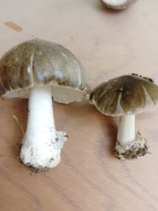 Гриб из Ростов-на-дону