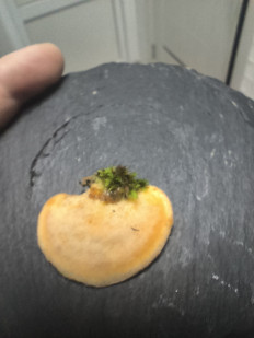 Гриб из Витебск