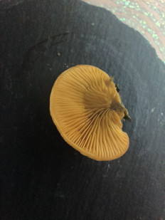 Гриб из Витебск