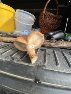 Гриб из Симферополь