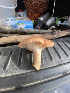 Гриб из Симферополь