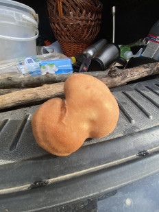 Гриб из Симферополь