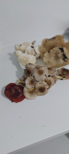 Гриб из Воронеж