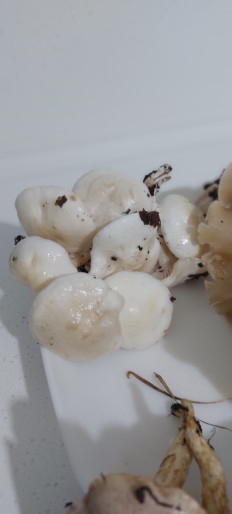 Гриб из Воронеж