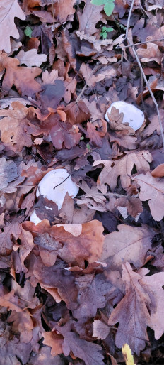 Гриб из Воронеж