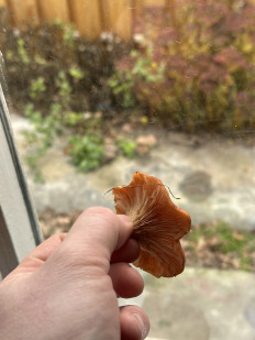 Гриб из Маркс