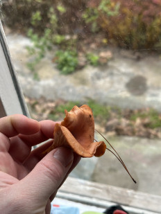 Гриб из Маркс