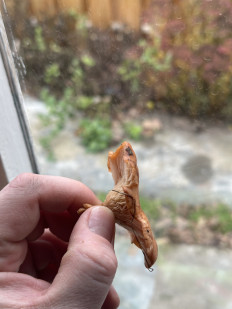 Гриб из Маркс