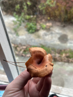 Гриб из Маркс