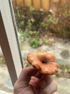 Гриб из Маркс