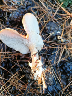 Гриб из Волгоградская область