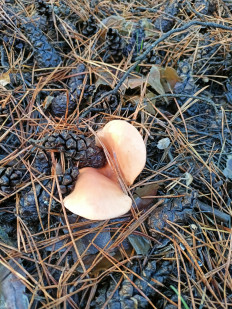 Гриб из Волгоградская область