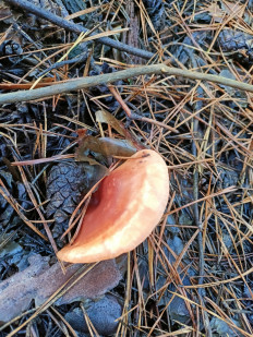 Гриб из Волгоградская область