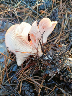 Гриб из Волгоградская область