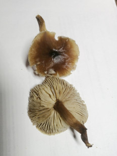 Гриб из РЯЗАНЬ