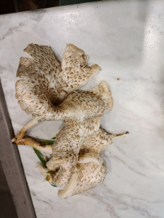 Гриб из Краснодар