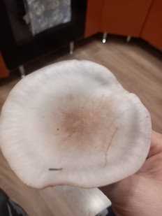 Гриб из Волгоград