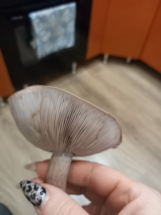 Гриб из Волгоград