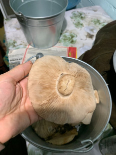 Гриб из Николаевск