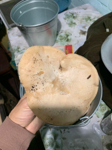 Гриб из Николаевск