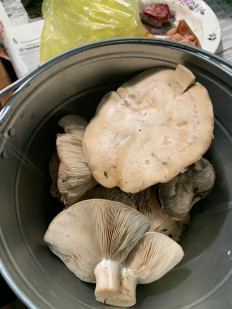 Гриб из Николаевск