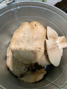 Гриб из Николаевск