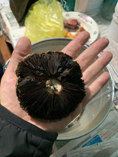 Гриб из Николаевск