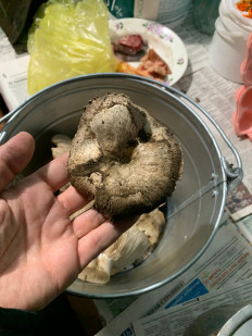 Гриб из Николаевск