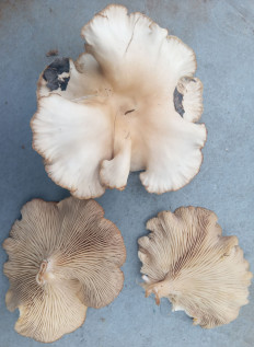 Гриб из Харьков