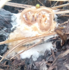 Гриб из Харьков